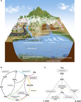 Exploring feedback mechanisms for nitrogen and organic carbon cycling in tropical coastal zones